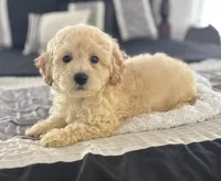 Buddy , a male Cockapoo for sale in Montezuma, GA – Photo 1 of 3