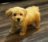 Skipper , a male Cockapoo for sale in Montezuma, GA – 3 of 4
