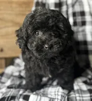 Samantha , a female Bichon Frise for sale in Montezuma, GA – Photo 2 of 4