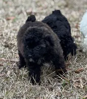 Samantha , a female Bichon Frise for sale in Montezuma, GA – Photo 3 of 4