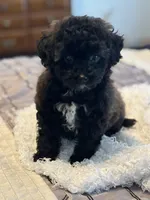 Samantha , a female Bichon Frise for sale in Montezuma, GA – Photo 1 of 4