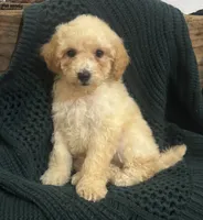 Kobe, a male Poodle - Miniature  for sale in Montezuma, GA – 4 of 4