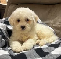 Adrian, a male Bichon Frise and English Cocker Spaniel for sale in Montezuma, GA – 2 of 3