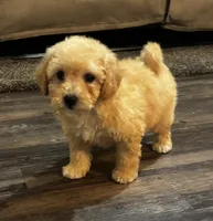 Cade, a male Poodle - Miniature  for sale in Montezuma, GA – 3 of 3