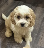 Bruno, a male Cockapoo for sale in Montezuma, GA – 4 of 4