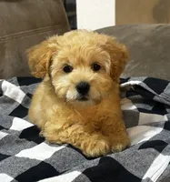 Skipper , a male Cockapoo for sale in Montezuma, GA – 4 of 4
