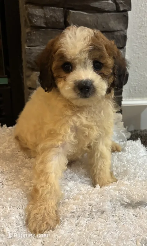 Snoopy  – Cockapoo puppy for sale in Montezuma, GA