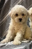 Adrian, a male Bichon Frise and English Cocker Spaniel for sale in Montezuma, GA – 3 of 3