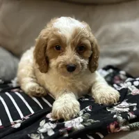 Boomer, a male Cockapoo for sale in Montezuma, GA – Photo 2 of 3