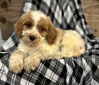 Boomer, a male Cockapoo for sale in Montezuma, GA – Photo 1 of 3