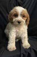 Boomer, a male Cockapoo for sale in Montezuma, GA – Photo 3 of 3