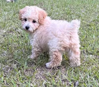 Scuffy, a male Poodle - Miniature  for sale in Montezuma, GA – 2 of 4