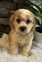 Bunny, a female Cockapoo for sale in Montezuma, GA – 2 of 3
