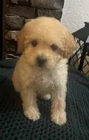 Kyler, a male Poodle - Miniature  for sale in Montezuma, GA – 3 of 3