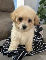 Sandy, a female Poodle - Miniature  for sale in Montezuma, GA – 1 of 5
