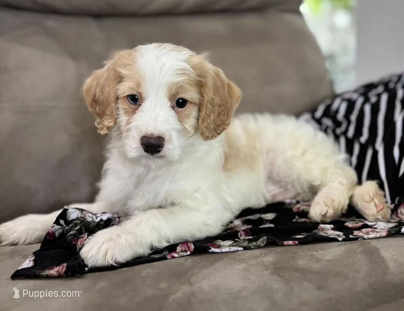 Bouncer – Cockapoo puppy for sale in Montezuma, GA