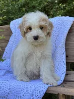 Bouncer, a male Cockapoo for sale in Montezuma, GA – Photo 3 of 3