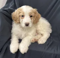 Bouncer, a male Cockapoo for sale in Montezuma, GA – Photo 2 of 3