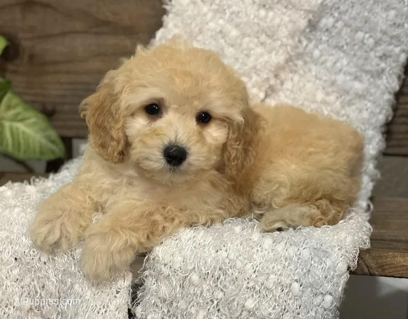 Mary jane – Cockapoo puppy for sale in Montezuma, GA