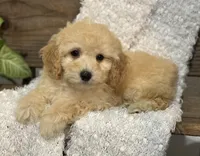 Mary jane, a female Cockapoo for sale in Montezuma, GA – Photo 1 of 3
