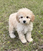 Mary jane, a female Cockapoo for sale in Montezuma, GA – Photo 3 of 3