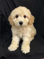Mary jane, a female Cockapoo for sale in Montezuma, GA – Photo 2 of 3