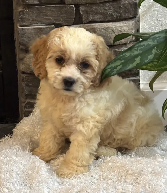 Bunny – Cockapoo puppy for sale in Montezuma, GA