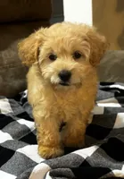 Skipper , a male Cockapoo for sale in Montezuma, GA – 2 of 4