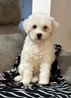 Abby, a female Bichon Frise and Cocker Spaniel for sale in Montezuma, GA – 2 of 4