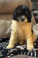 Snoopy , a male Cockapoo for sale in Montezuma, GA – 3 of 3