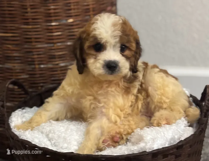Snuggles  – Cockapoo puppy for sale in Montezuma, GA