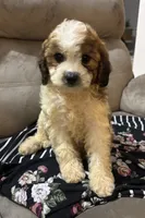 Snuggles , a female Cockapoo for sale in Montezuma, GA – 5 of 5