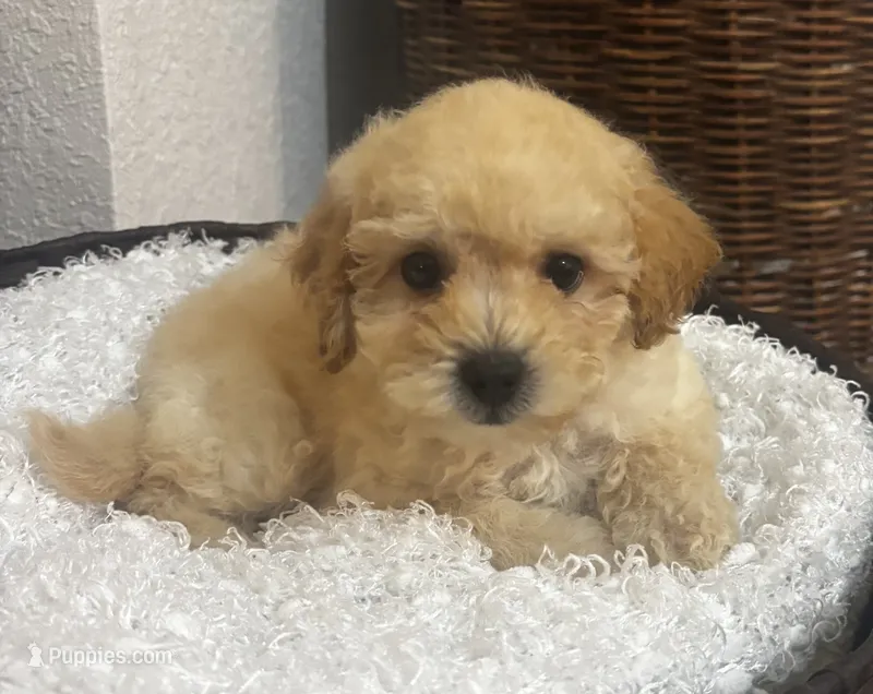 Cade – Poodle - Miniature  puppy for sale in Montezuma, GA