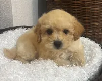 Cade, a male Poodle - Miniature  for sale in Montezuma, GA – 1 of 3