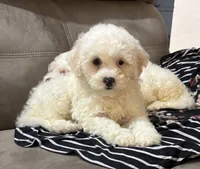 Abby, a female Bichon Frise and Cocker Spaniel for sale in Montezuma, GA – 4 of 4