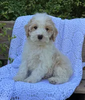 Bingo, a male Cockapoo for sale in Montezuma, GA – Photo 3 of 3