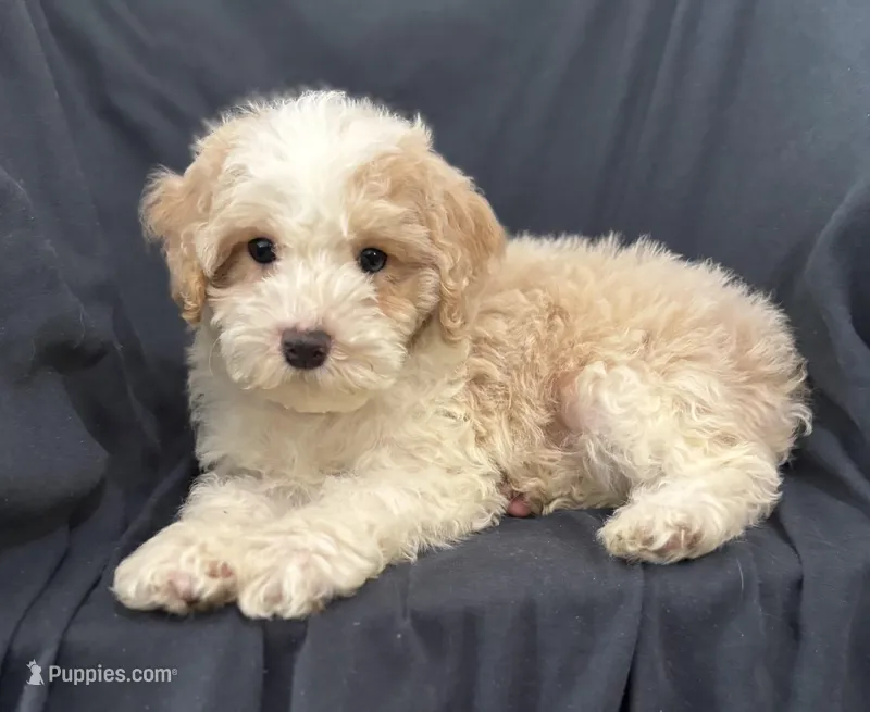 Bingo – Cockapoo puppy for sale in Montezuma, GA