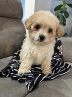Scuffy, a male Poodle - Miniature  for sale in Montezuma, GA – 4 of 4