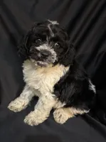 Blake, a male Cockapoo for sale in Montezuma, GA – Photo 3 of 3