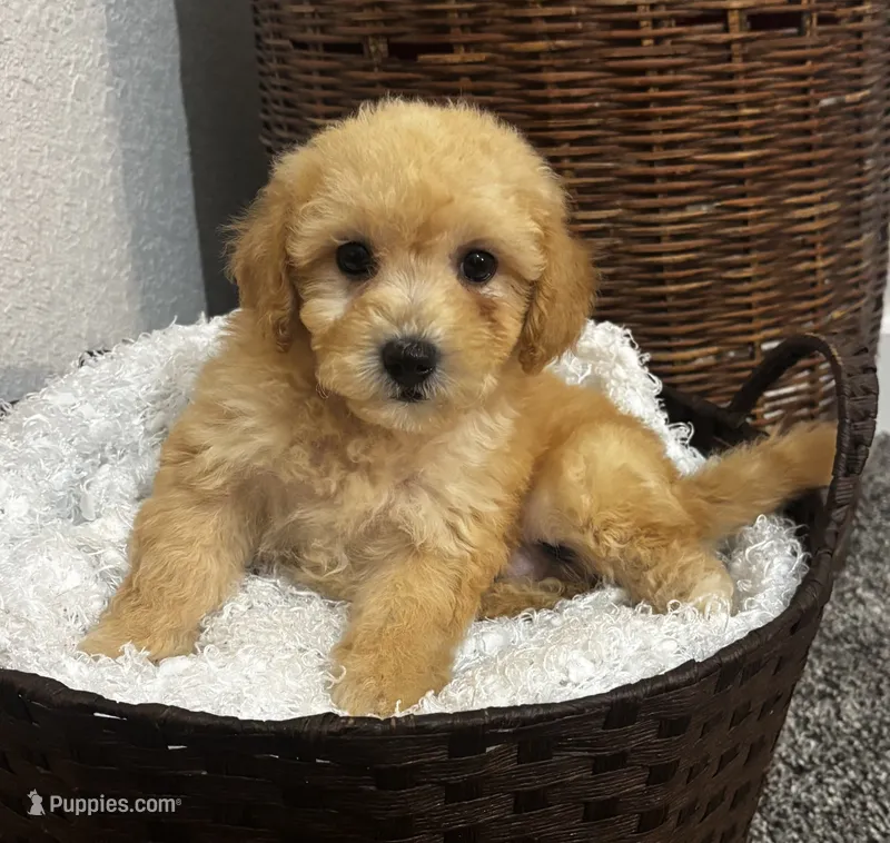 Cade – Poodle - Miniature  puppy for sale in Montezuma, GA