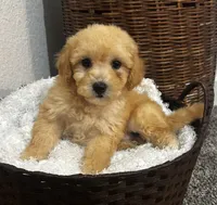 Cade, a male Poodle - Miniature  for sale in Montezuma, GA – 1 of 3