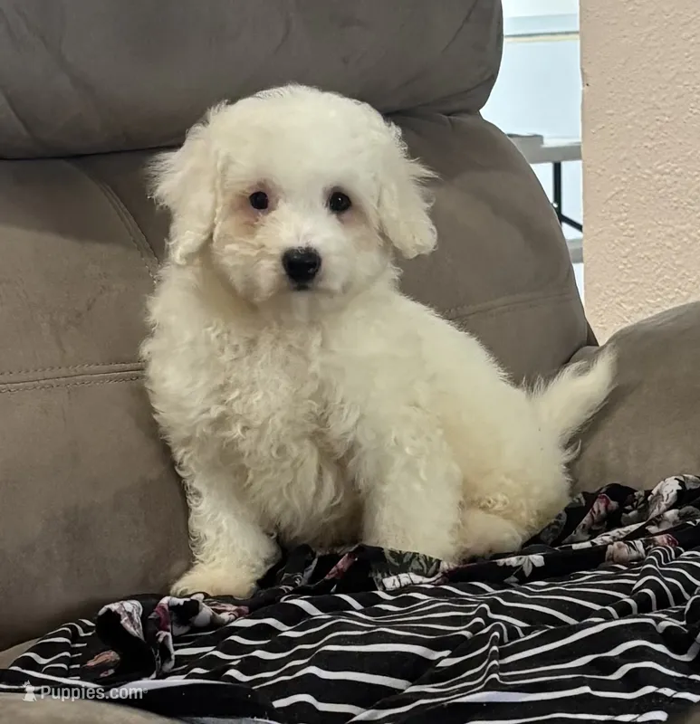 Annie – Bichon Frise puppy for sale in Montezuma, GA