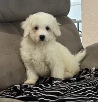 Annie, a female Bichon Frise for sale in Montezuma, GA – 1 of 3