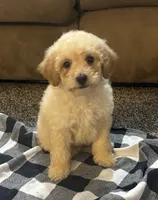 Kobe, a male Poodle - Miniature  for sale in Montezuma, GA – 3 of 4