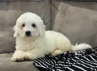 Annie, a female Bichon Frise for sale in Montezuma, GA – 3 of 3