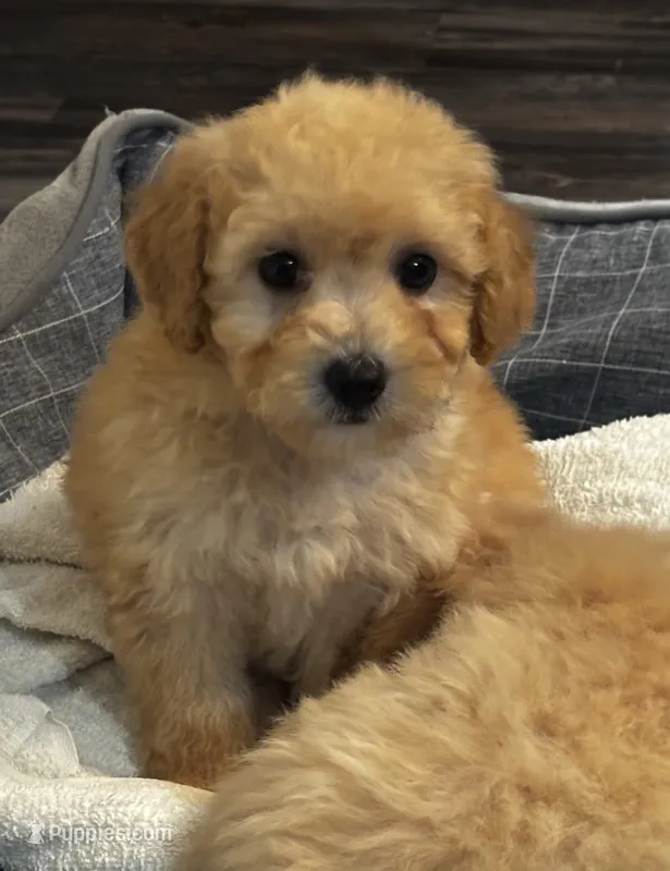 Kobe – Poodle - Miniature  puppy for sale in Montezuma, GA