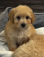 Kobe, a male Poodle - Miniature  for sale in Montezuma, GA – 1 of 4