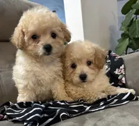 Sandy, a female Poodle - Miniature  for sale in Montezuma, GA – 4 of 5