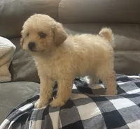 Kobe, a male Poodle - Miniature  for sale in Montezuma, GA – 2 of 4