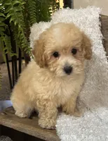 Scuffy, a male Poodle - Miniature  for sale in Montezuma, GA – 1 of 4